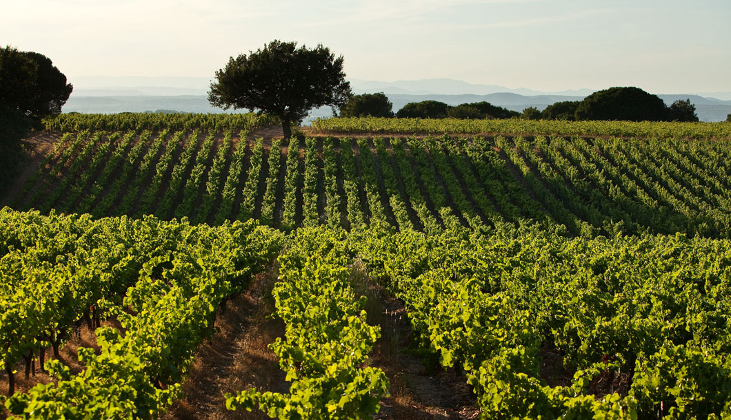 Vignoble AOC Costières de Nîmes @ Christophe Grilhe / CRTL Occitanie