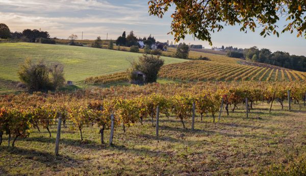 Vignoble de Gaillac © M.Delozier/CRTL Occitanie