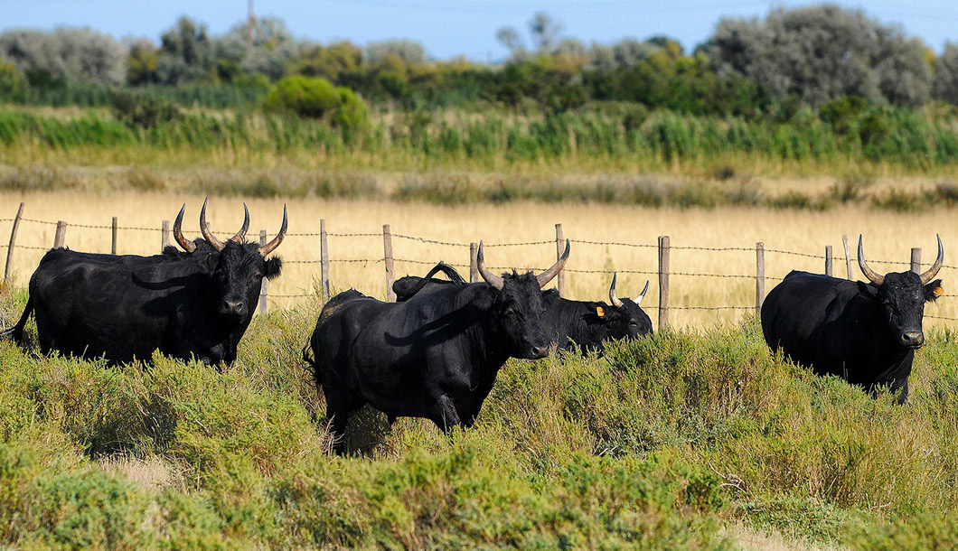 Le Cailar - Taureaux de Camargue © Office de Tourisme Coeur de Petite Camargue