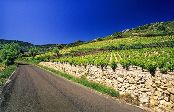 Vignobles des Hautes Corbières © G. Deschamps