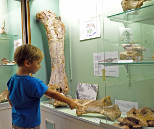 Musée de Cruzy - fossiles de dinosaures©ACAP